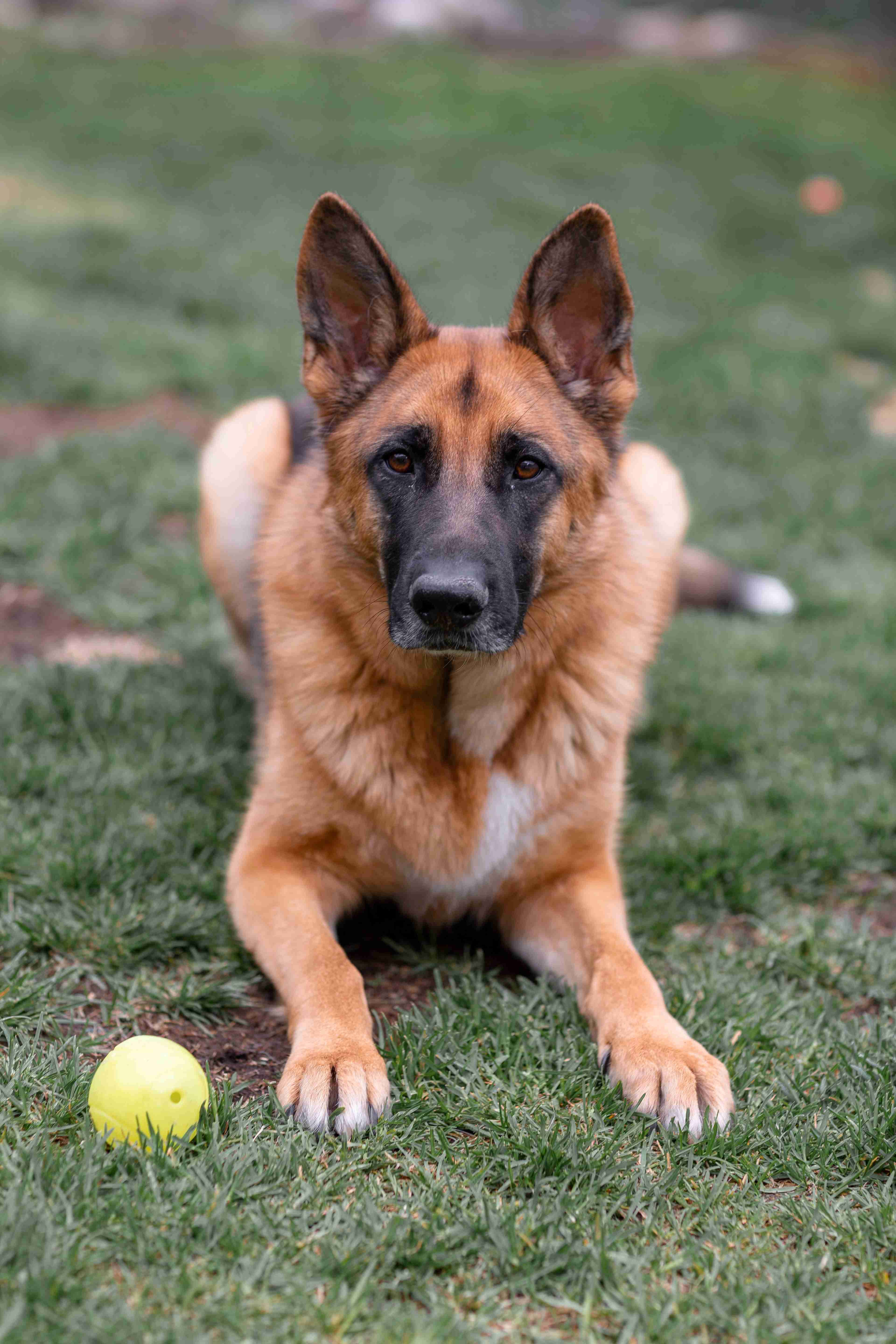 How do you teach a German Shepherd puppy to not be afraid of ear cleaning?